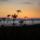 Silohuetted fauna with sunset behind